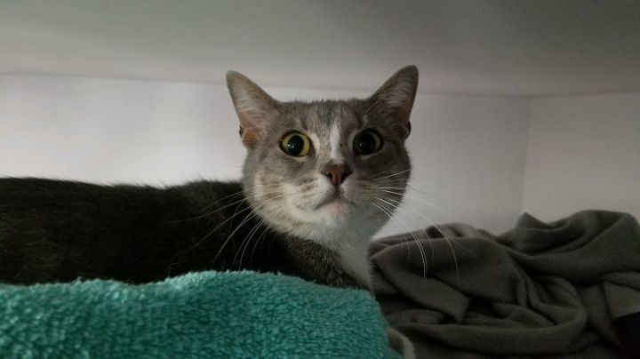 Chico